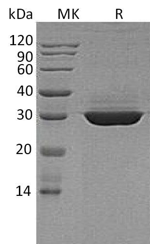 BL-0513NP: Greater than 95% as determined by reducing SDS-PAGE. (QC verified)