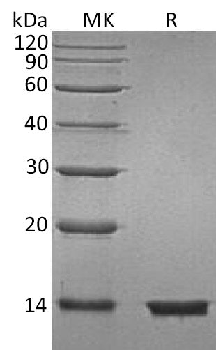 BL-0514NP: Greater than 95% as determined by reducing SDS-PAGE. (QC verified)