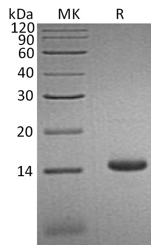 BL-0516NP: Greater than 95% as determined by reducing SDS-PAGE. (QC verified)