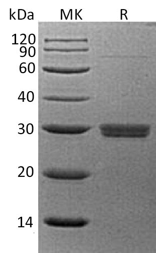 BL-0512NP: Greater than 95% as determined by reducing SDS-PAGE. (QC verified)