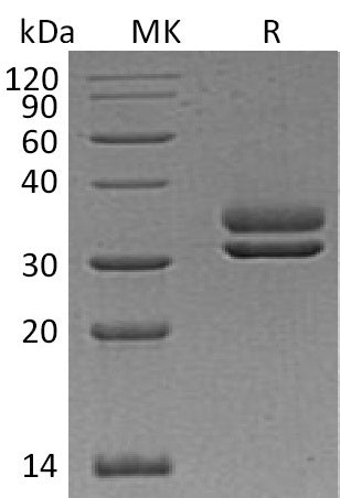 BL-0518NP: Greater than 95% as determined by reducing SDS-PAGE. (QC verified)