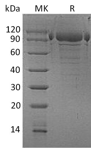 BL-1354NP: Greater than 90% as determined by reducing SDS-PAGE. (QC verified)