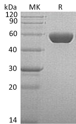 BL-0527NP: Greater than 95% as determined by reducing SDS-PAGE. (QC verified)