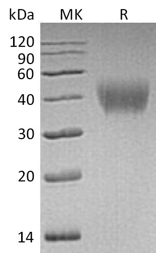 BL-0519NP: Greater than 95% as determined by reducing SDS-PAGE. (QC verified)