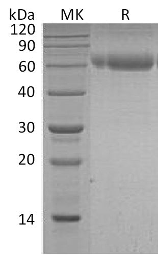 BL-2241NP: Greater than 95% as determined by reducing SDS-PAGE. (QC verified)