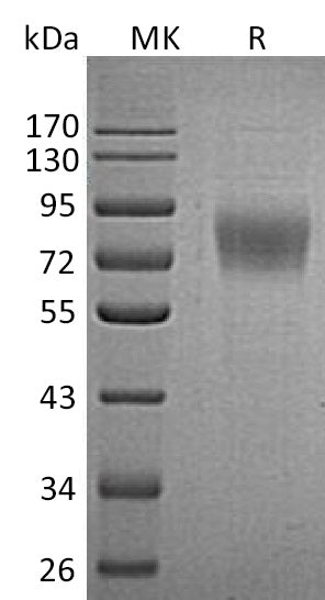 BL-0523NP: Greater than 95% as determined by reducing SDS-PAGE. (QC verified)