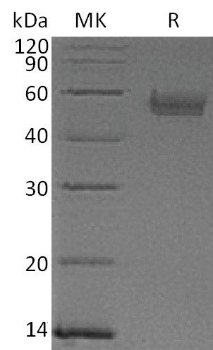 BL-0529NP: Greater than 95% as determined by reducing SDS-PAGE. (QC verified)