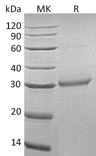 BL-0521NP: Greater than 95% as determined by reducing SDS-PAGE. (QC verified)