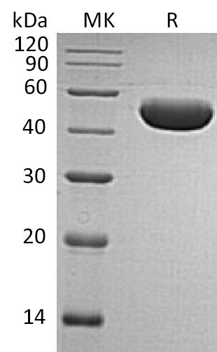 BL-0530NP: Greater than 95% as determined by reducing SDS-PAGE. (QC verified)