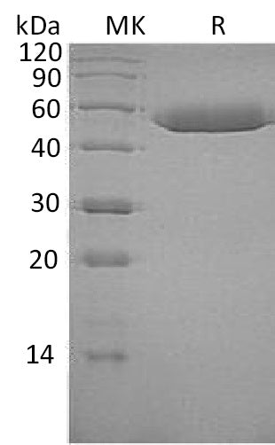 BL-0531NP: Greater than 95% as determined by reducing SDS-PAGE. (QC verified)