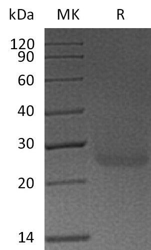 BL-0522NP: Greater than 95% as determined by reducing SDS-PAGE. (QC verified)