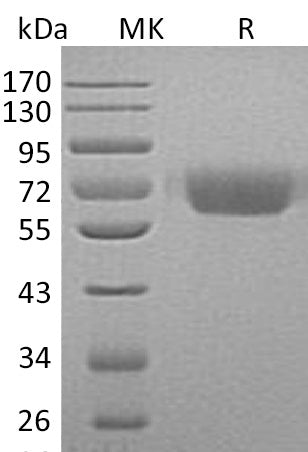 BL-0520NP: Greater than 95% as determined by reducing SDS-PAGE. (QC verified)