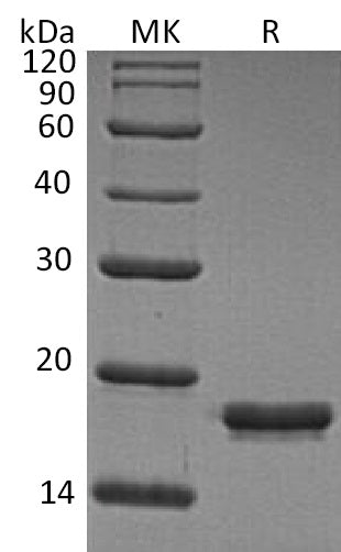 BL-0524NP: Greater than 95% as determined by reducing SDS-PAGE. (QC verified)