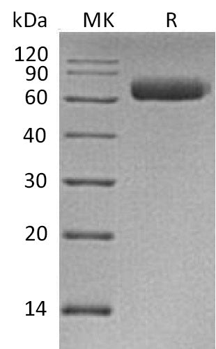 BL-0525NP: Greater than 95% as determined by reducing SDS-PAGE. (QC verified)