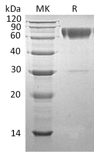 BL-0528NP: Greater than 90% as determined by reducing SDS-PAGE. (QC verified)