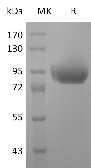 BL-2014NP: Greater than 95% as determined by reducing SDS-PAGE. (QC verified)