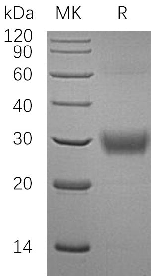 BL-2536NP: Greater than 95% as determined by reducing SDS-PAGE. (QC verified)