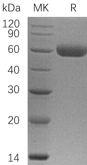 BL-0300NP: Greater than 95% as determined by reducing SDS-PAGE. (QC verified)