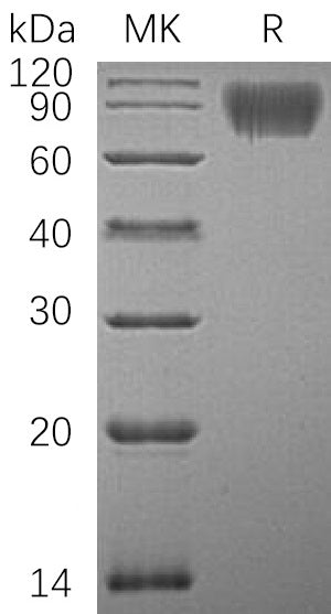 BL-0403NP: Greater than 95% as determined by reducing SDS-PAGE. (QC verified)