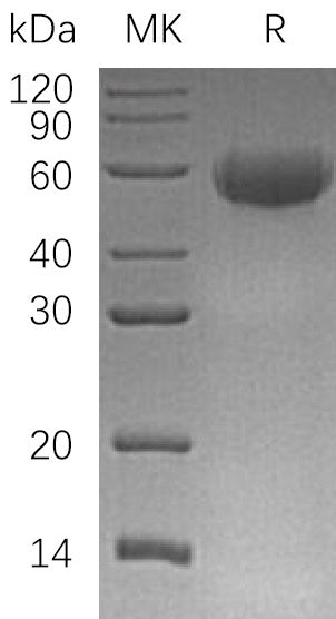 BL-0401NP: Greater than 95% as determined by reducing SDS-PAGE. (QC verified)