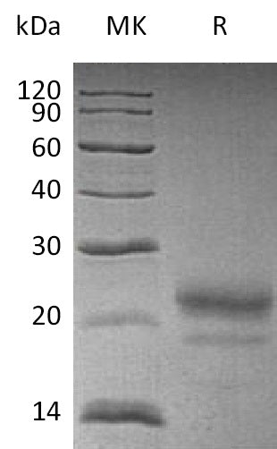 BL-0413NP: Greater than 95% as determined by reducing SDS-PAGE. (QC verified)