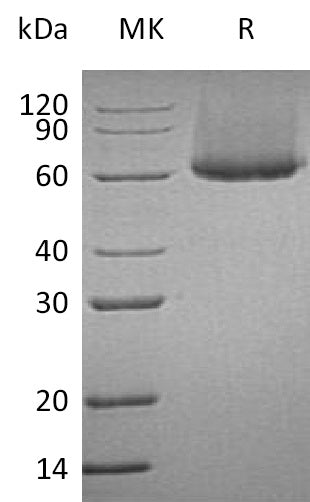 BL-0410NP: Greater than 95% as determined by reducing SDS-PAGE. (QC verified)