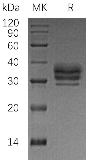 BL-0408NP: Greater than 95% as determined by reducing SDS-PAGE. (QC verified)