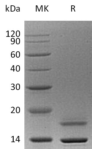 BL-0412NP: Greater than 95% as determined by reducing SDS-PAGE. (QC verified)