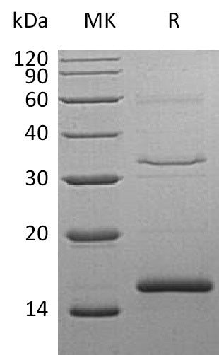 BL-0414NP: Greater than 95% as determined by reducing SDS-PAGE. (QC verified)