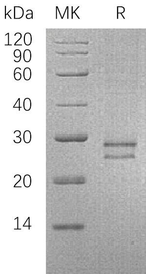 BL-0409NP: Greater than 95% as determined by reducing SDS-PAGE. (QC verified)