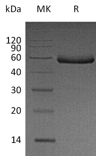 BL-0420NP: Greater than 95% as determined by reducing SDS-PAGE. (QC verified)