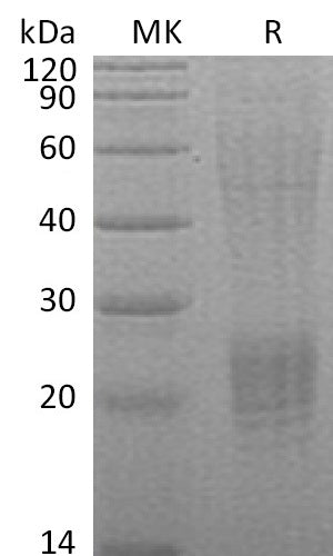 BL-2239NP: Greater than 90% as determined by reducing SDS-PAGE. (QC verified)