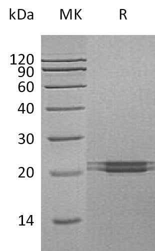 BL-0419NP: Greater than 95% as determined by reducing SDS-PAGE. (QC verified)