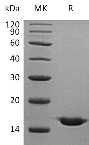 BL-0415NP: Greater than 95% as determined by reducing SDS-PAGE. (QC verified)