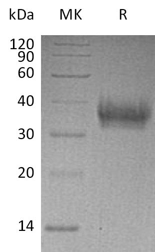 BL-0417NP: Greater than 95% as determined by reducing SDS-PAGE. (QC verified)