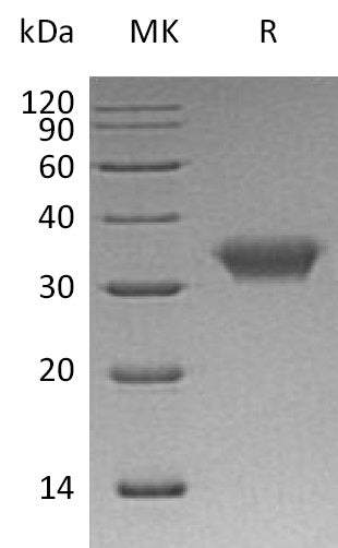 BL-0411NP: Greater than 95% as determined by reducing SDS-PAGE. (QC verified)