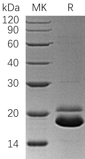 BL-0406NP: Greater than 95% as determined by reducing SDS-PAGE. (QC verified)