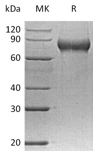 BL-0423NP: Greater than 95% as determined by reducing SDS-PAGE. (QC verified)