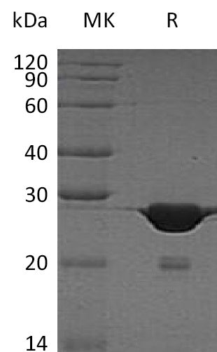 BL-0424NP: Greater than 95% as determined by reducing SDS-PAGE. (QC verified)