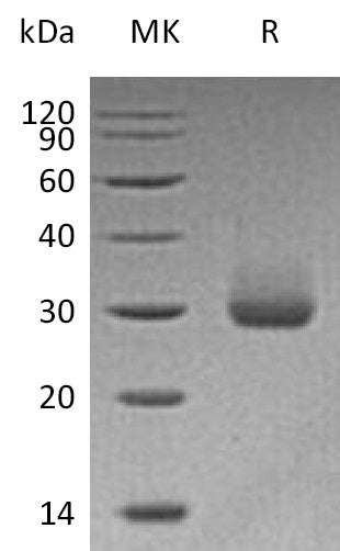 BL-0427NP: Greater than 95% as determined by reducing SDS-PAGE. (QC verified)