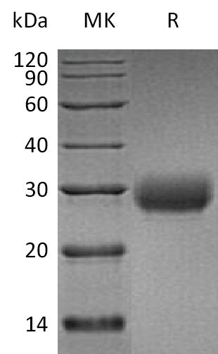 BL-0429NP: Greater than 95% as determined by reducing SDS-PAGE. (QC verified)