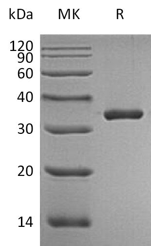 BL-0428NP: Greater than 95% as determined by reducing SDS-PAGE. (QC verified)