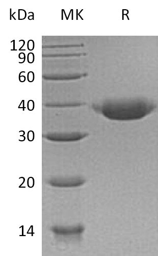 BL-0426NP: Greater than 95% as determined by reducing SDS-PAGE. (QC verified)