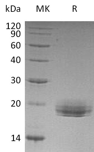 BL-0430NP: Greater than 95% as determined by reducing SDS-PAGE. (QC verified)