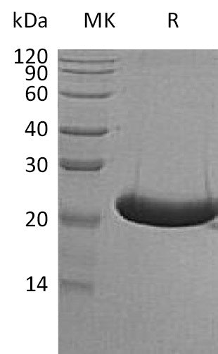 BL-0443NP: Greater than 95% as determined by reducing SDS-PAGE. (QC verified)