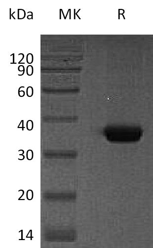 BL-0440NP: Greater than 95% as determined by reducing SDS-PAGE. (QC verified)