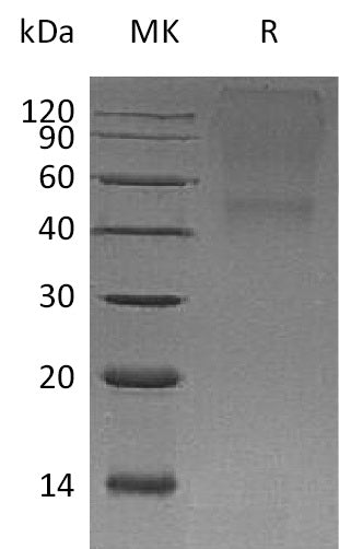 BL-0439NP: Greater than 95% as determined by reducing SDS-PAGE. (QC verified)