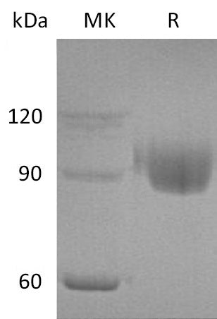 BL-0436NP: Greater than 95% as determined by reducing SDS-PAGE. (QC verified)