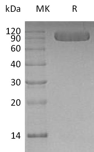 BL-0445NP: Greater than 95% as determined by reducing SDS-PAGE. (QC verified)