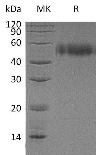 BL-0437NP: Greater than 95% as determined by reducing SDS-PAGE. (QC verified)